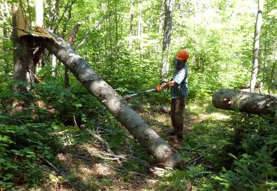polesaw0051.jpg