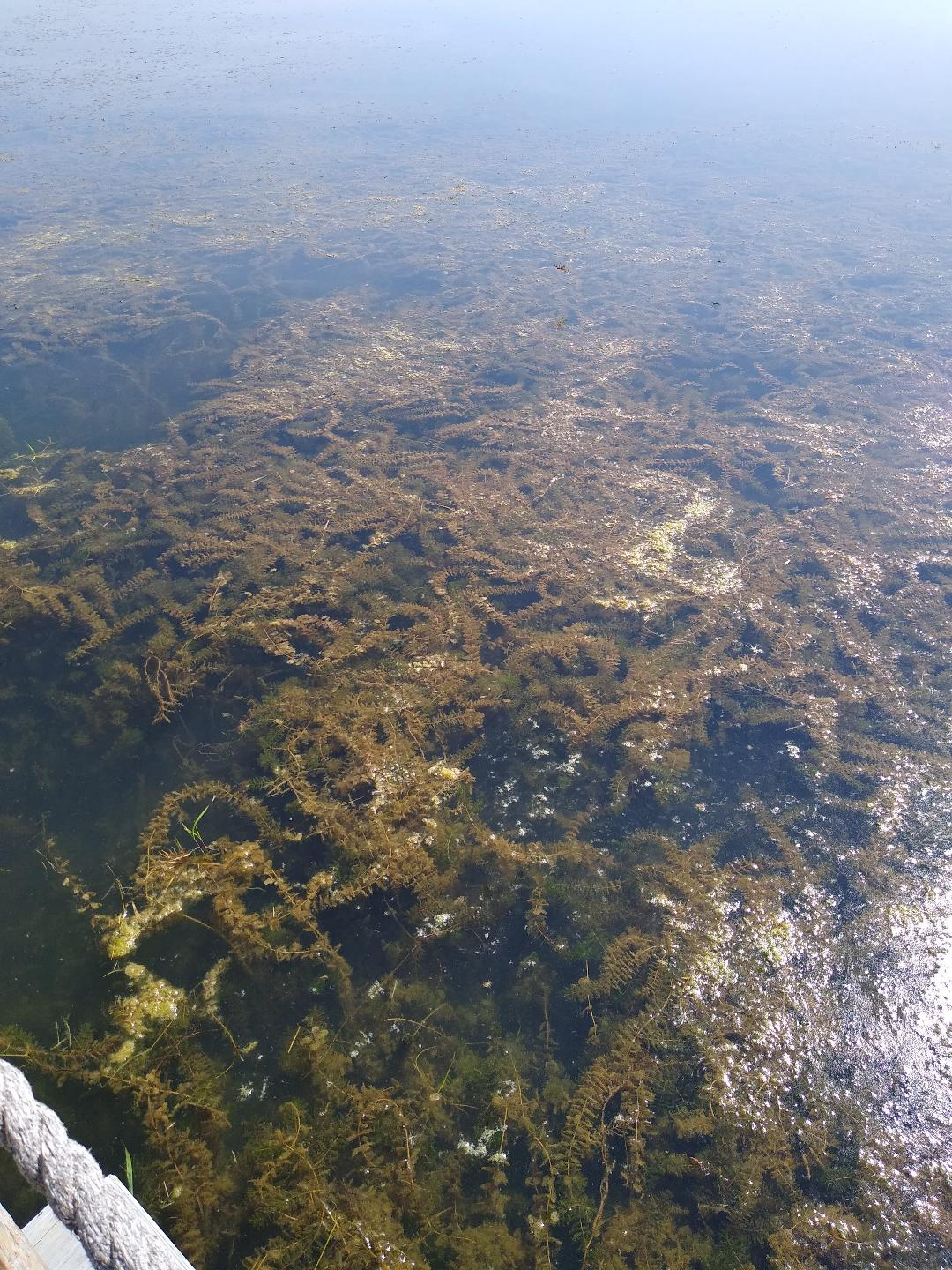 pond.jpeg