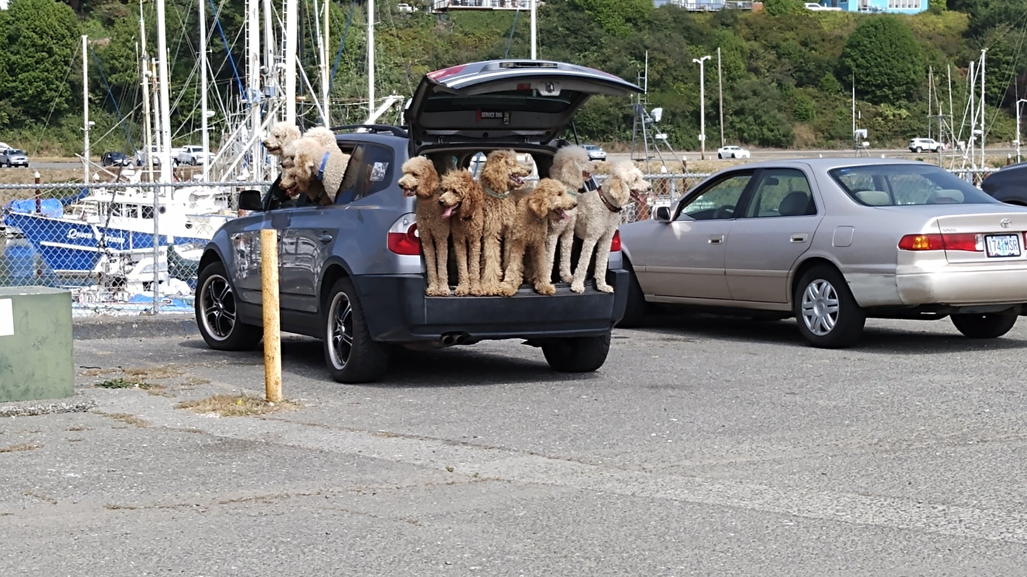 poodles!.jpg