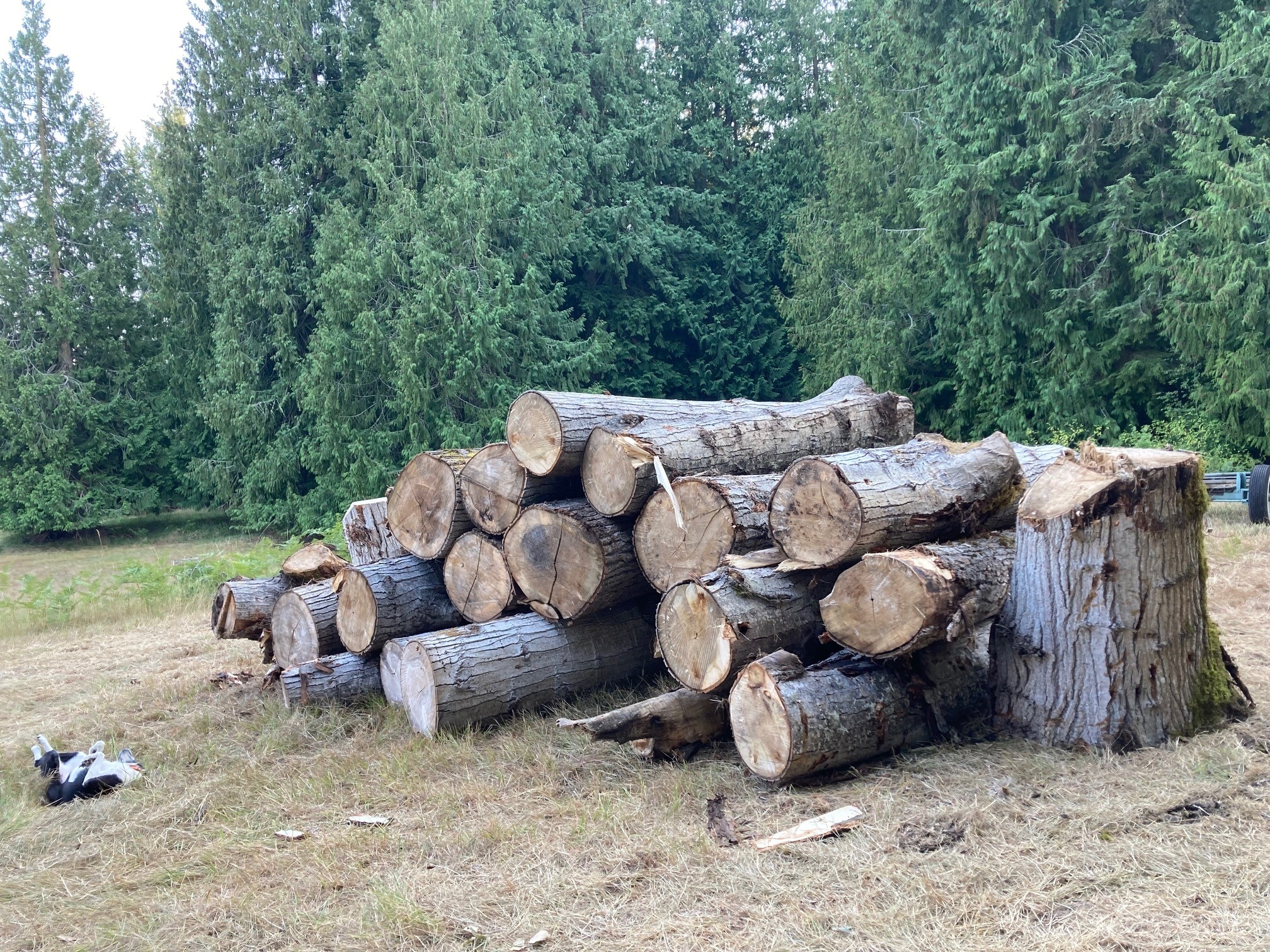 Poplar.jpg