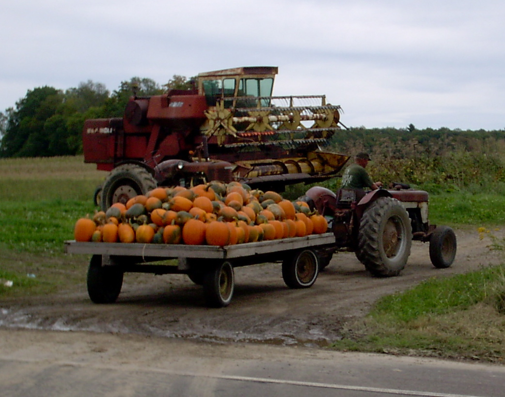 pumpkins.JPG