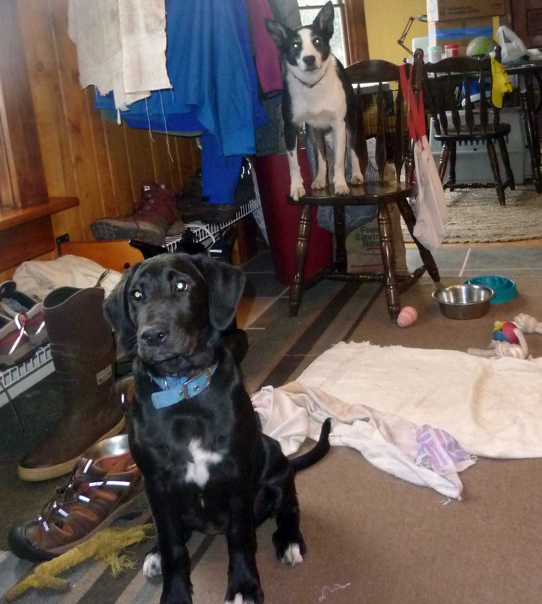 puppyadultdogs87.jpg