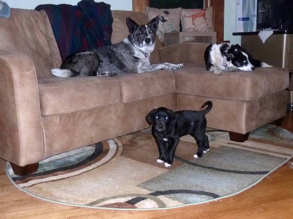pupsafe126.jpg