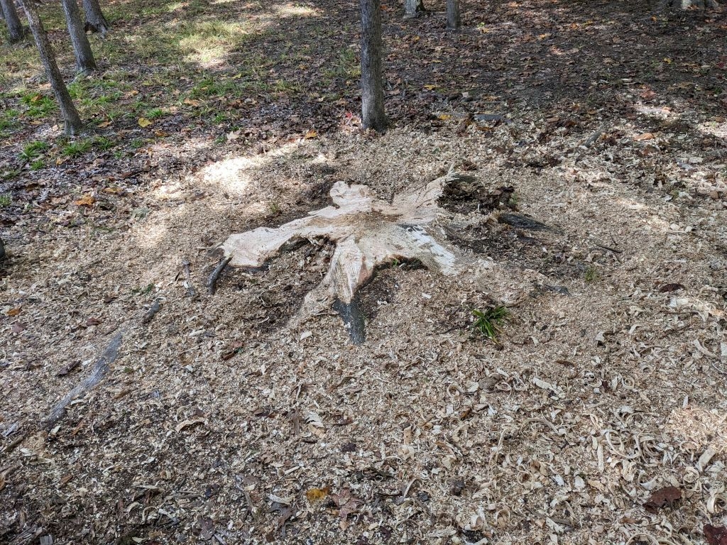 PXL_20231016_154720817B.jpg