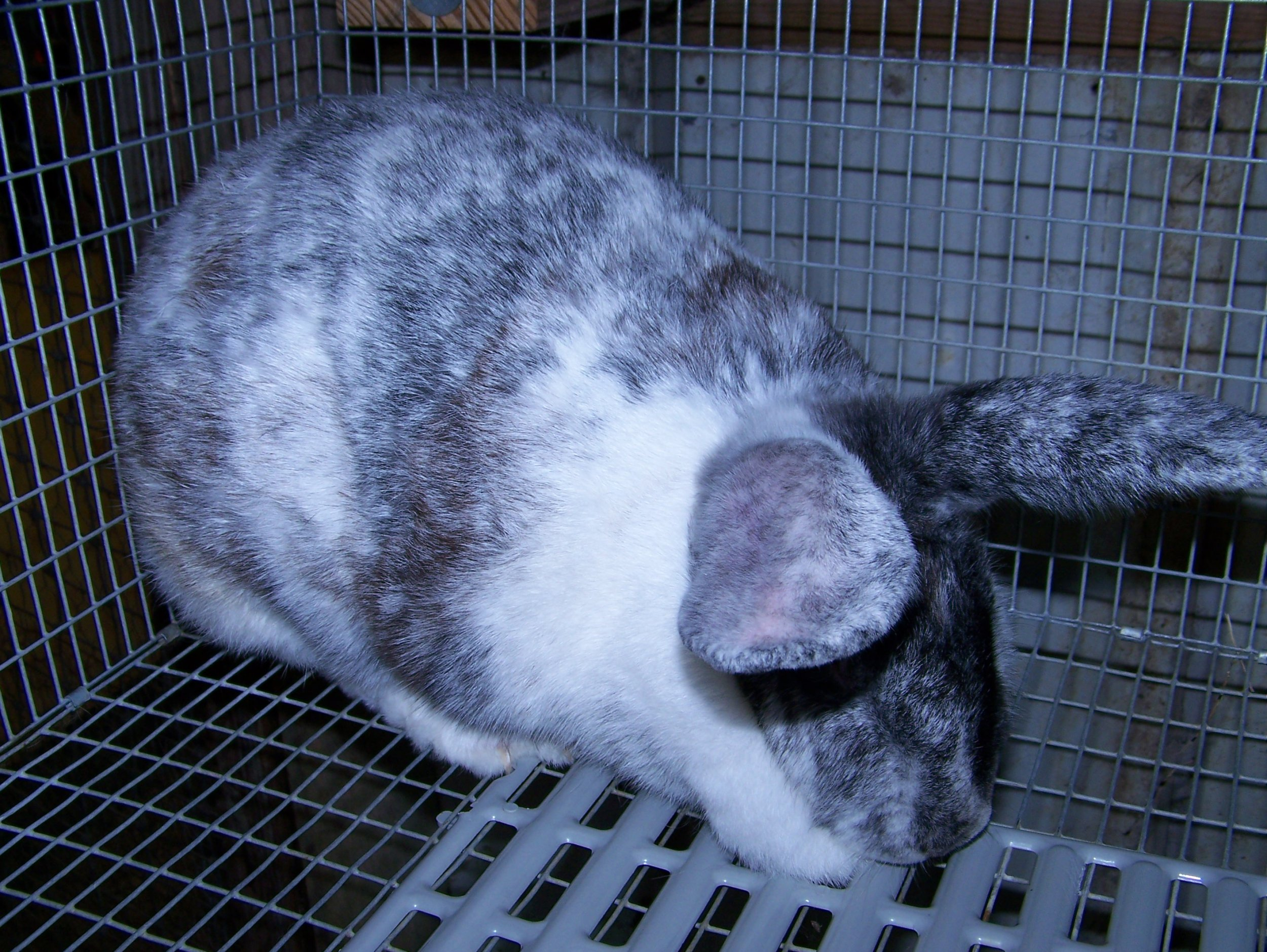 Rabbit Flopsey.jpg