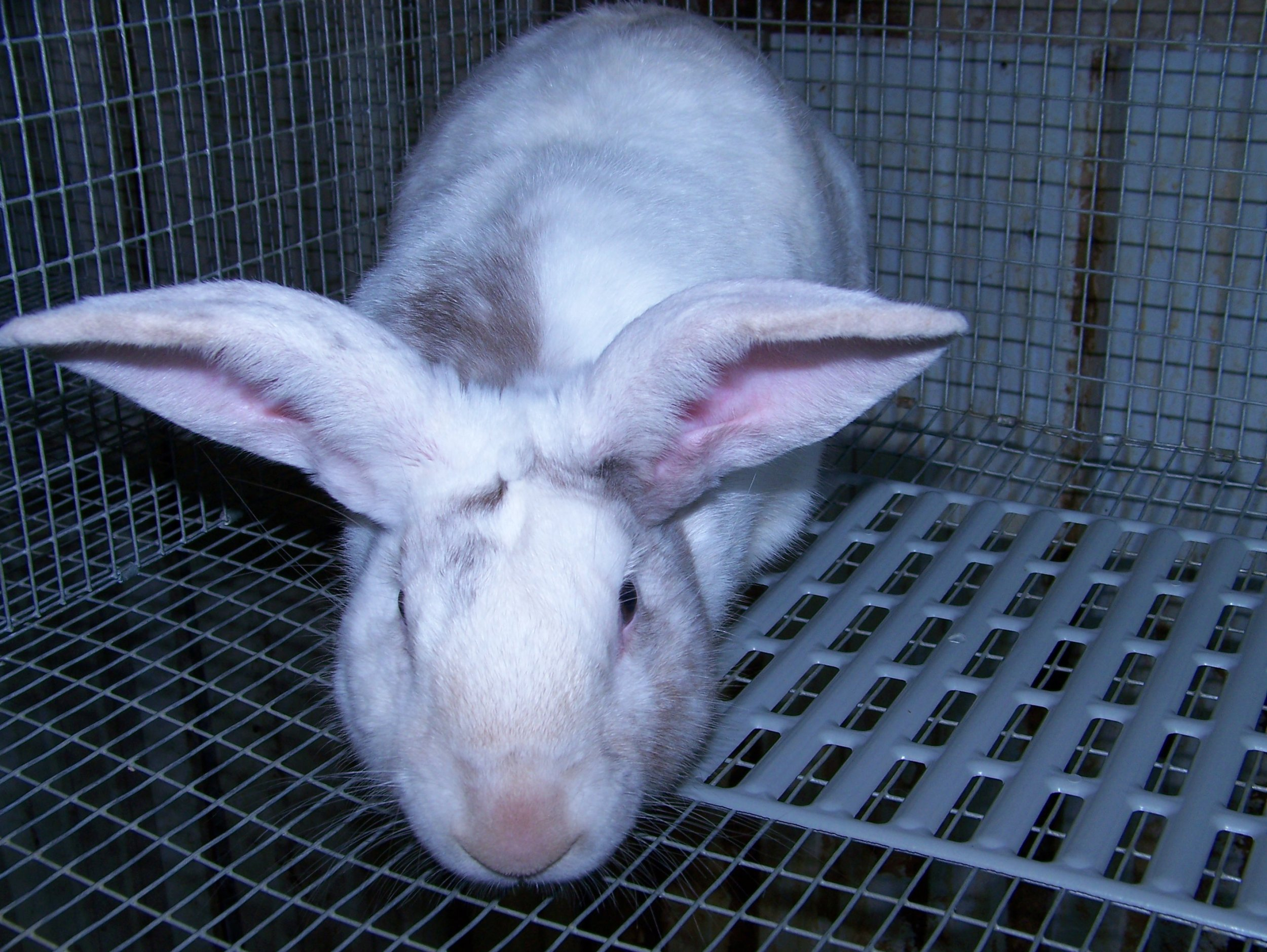 Rabbit Jack.jpg