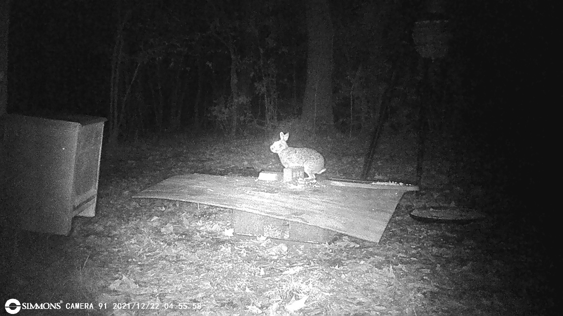 rabbit.JPG