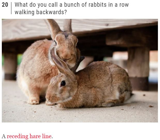 rabbits.JPG