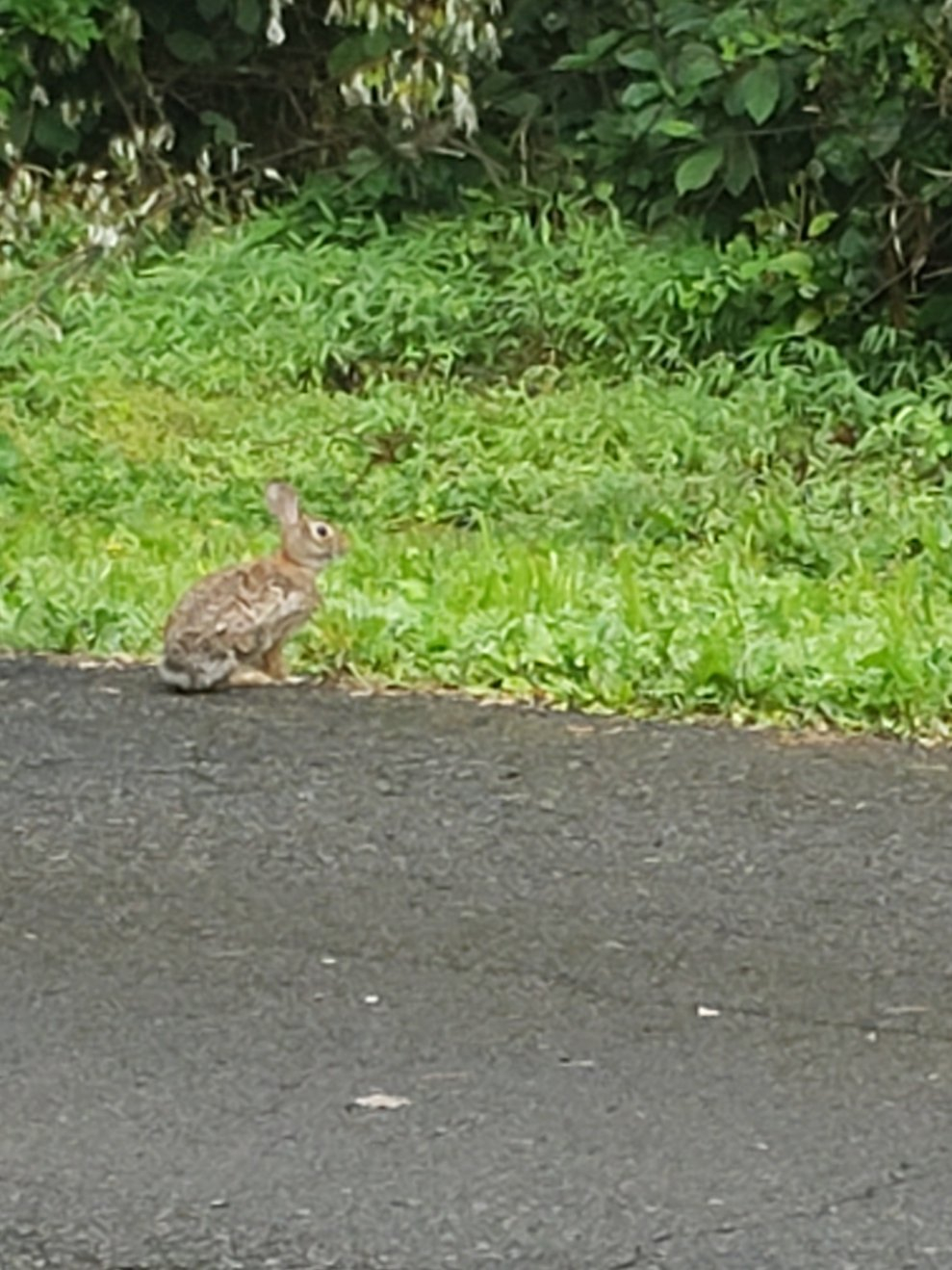 Rabbits20210609_074124.jpg