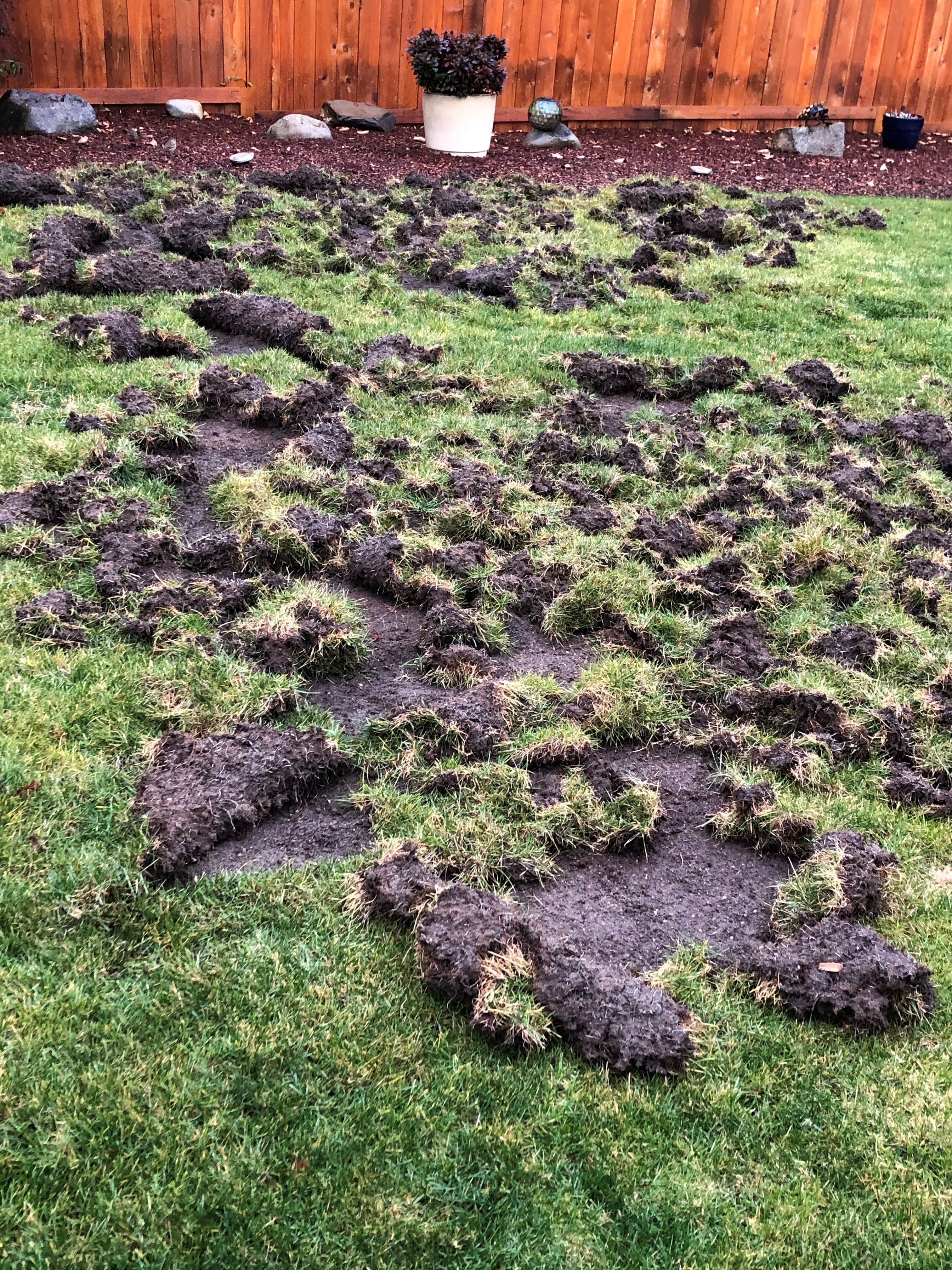 Raccoon damaged lawn S & T Nov 2019 2.jpeg