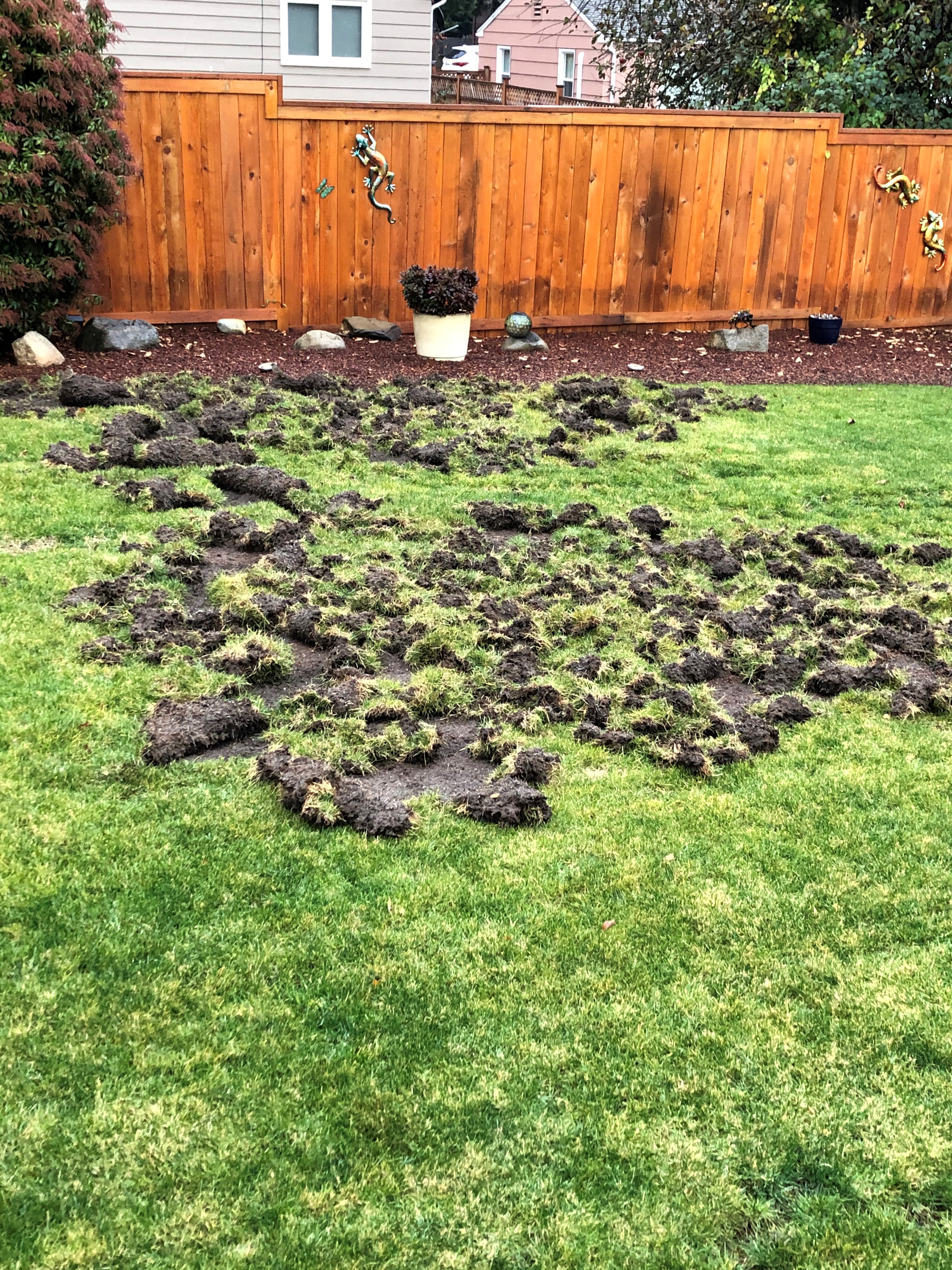 Raccoon damaged lawn S & T Nov 2019.jpeg