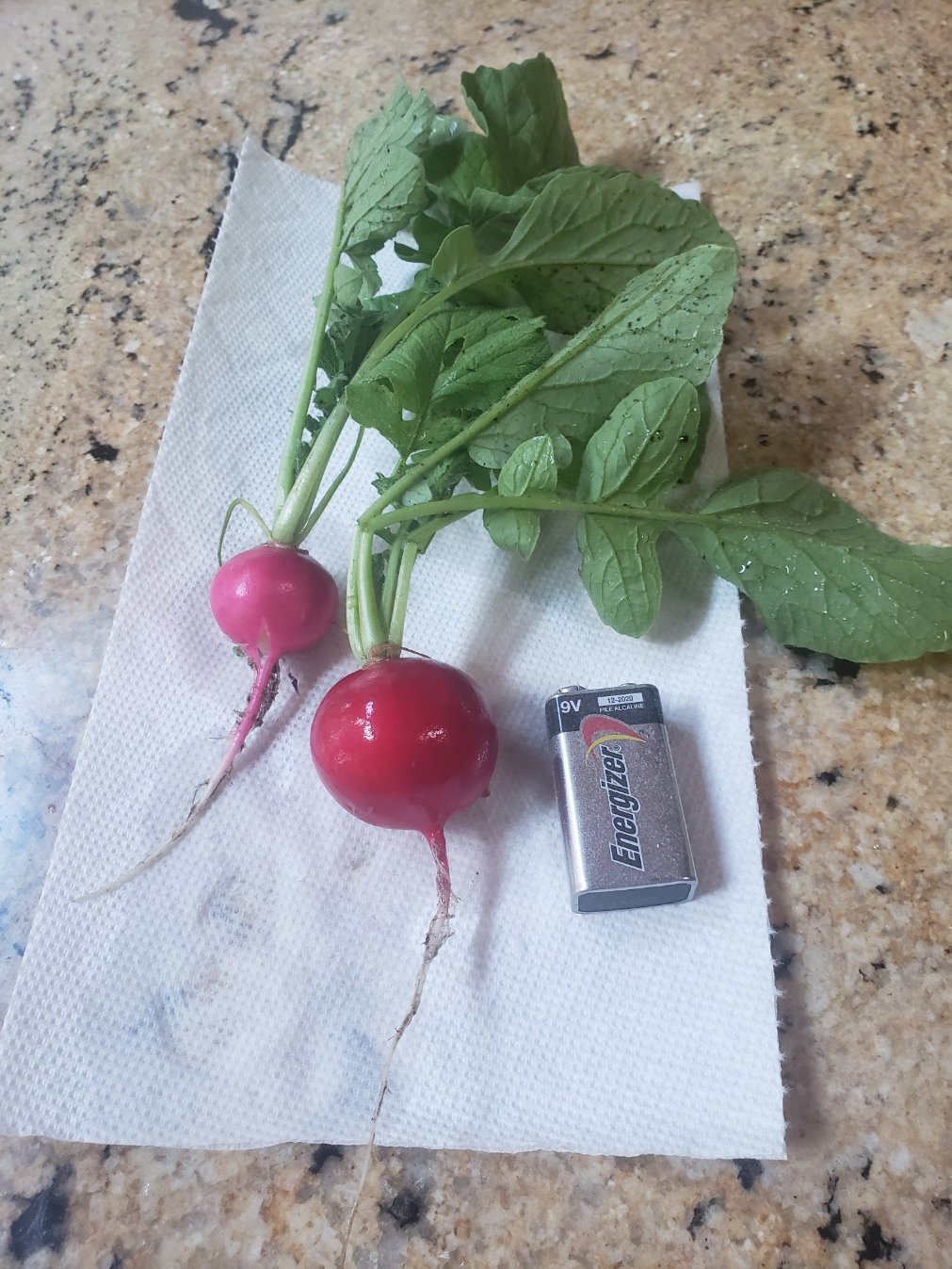 Radish-2-20210519_173021.jpg