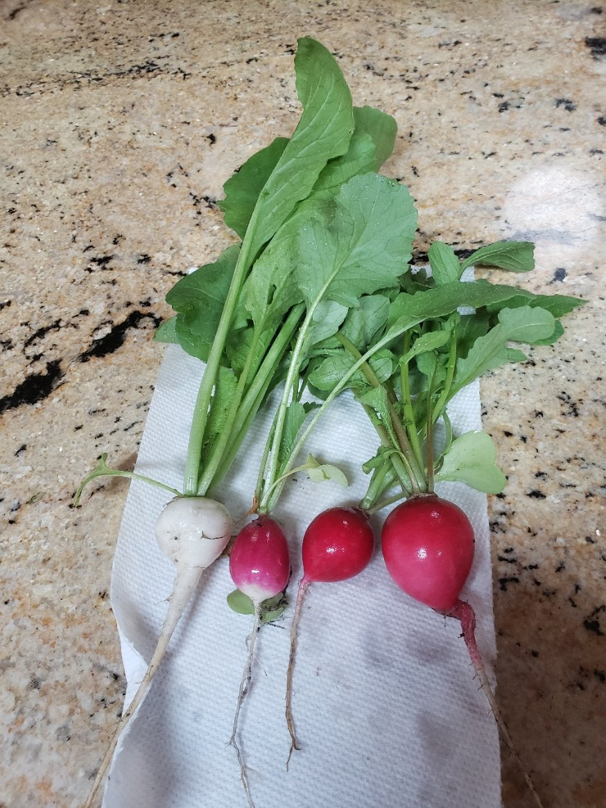 Radish color 20210523_143016.jpg