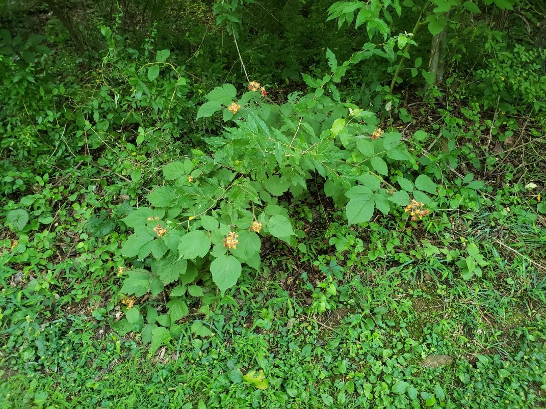 rasp20210715_074153.jpg