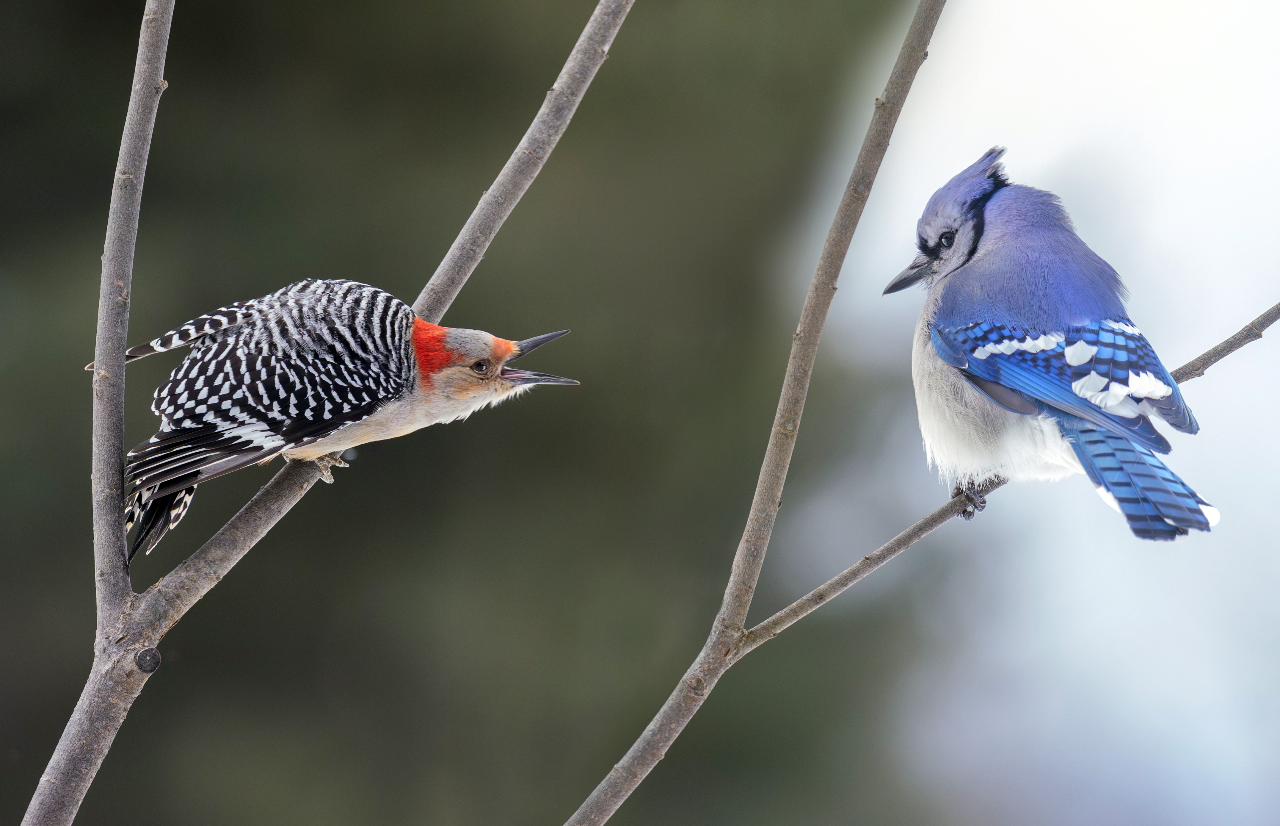 Red bellied woodpecker and Blue Jay.jpg
