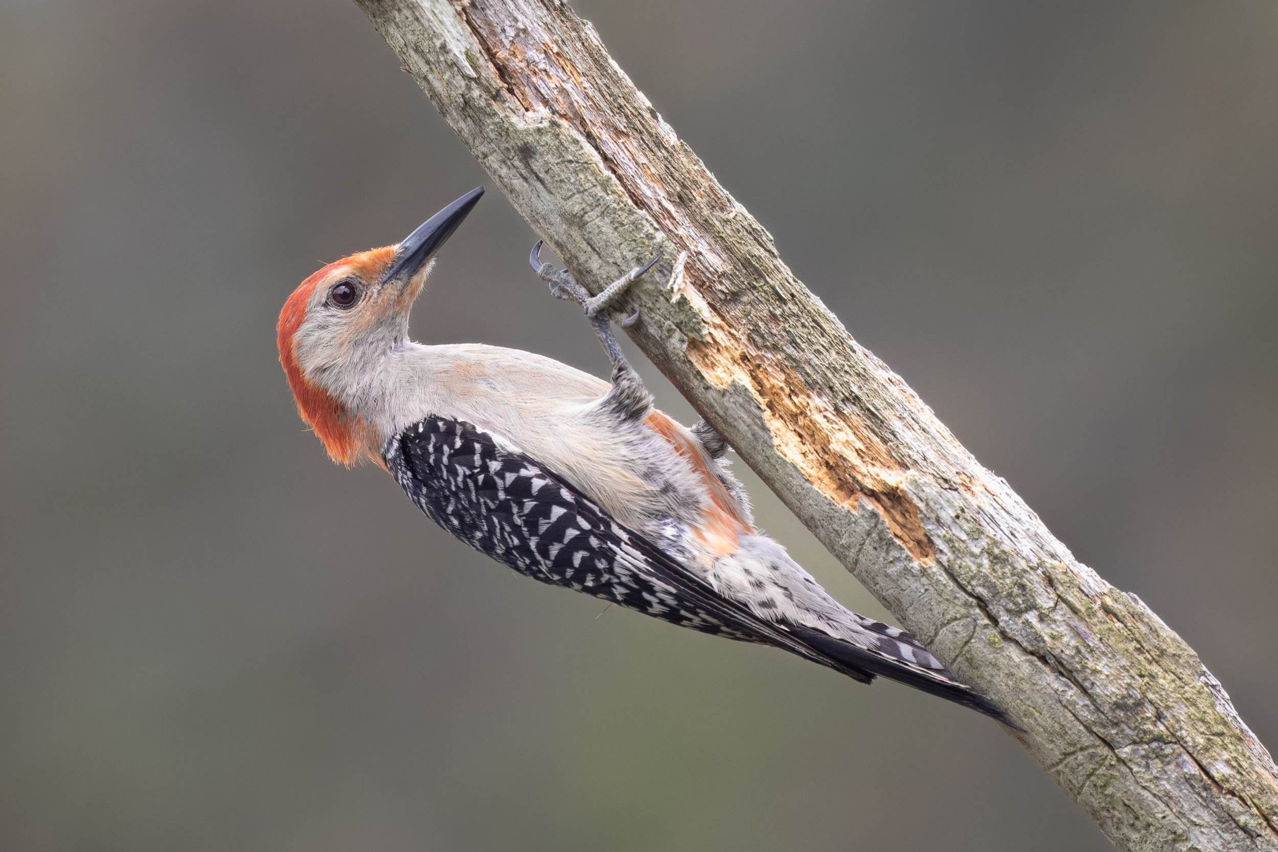 Red-bellied woodpecker.jpg