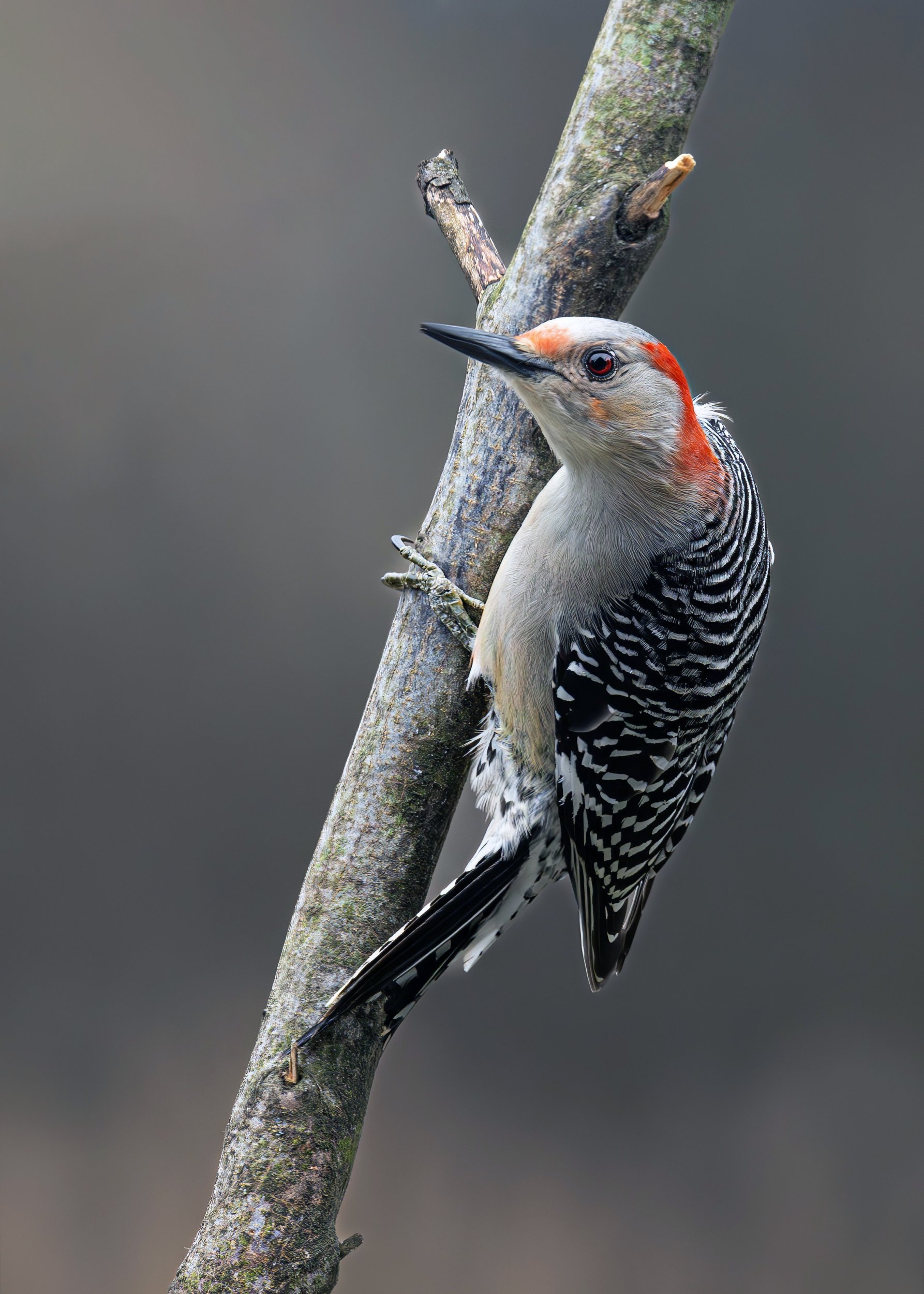 Red-bellied woodpecker overcast day.jpg