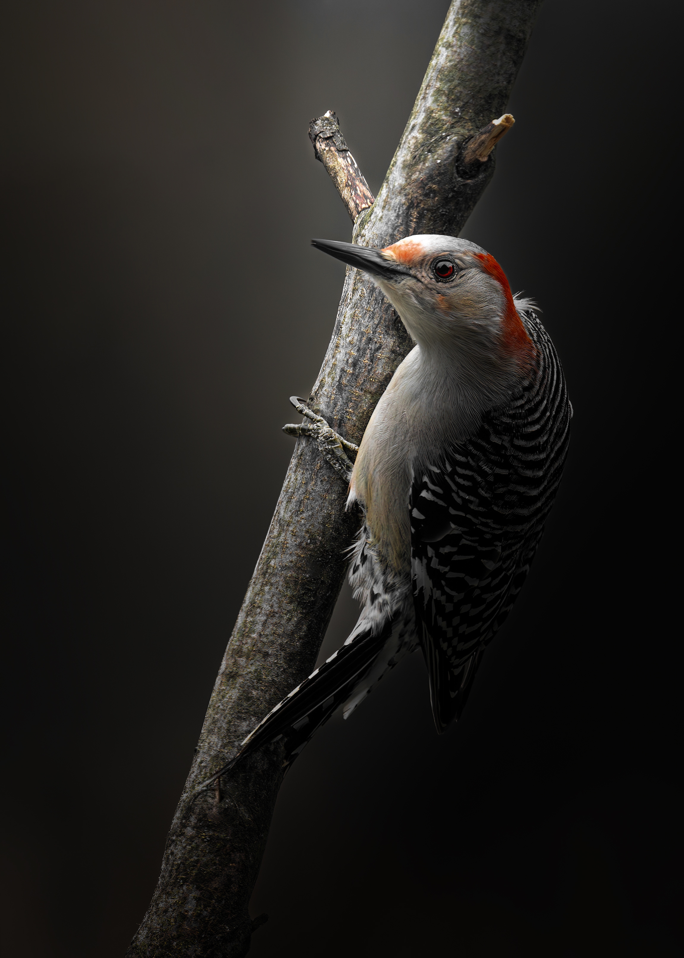 Red-bellied woodpecker overcast day Moody.jpg