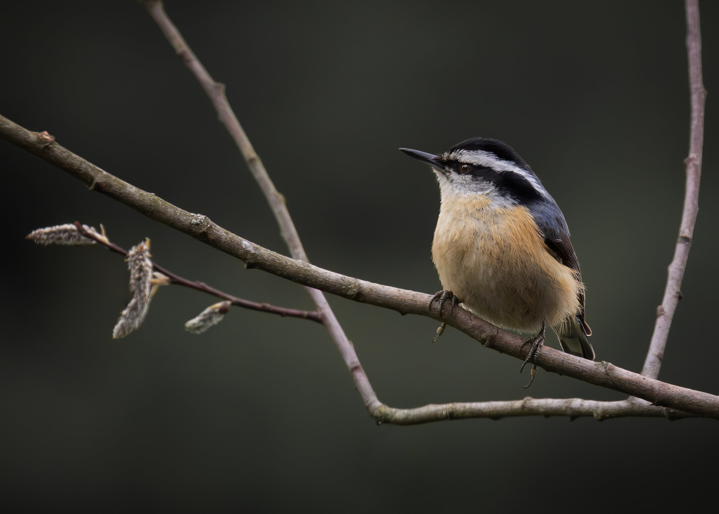Red-breasted nuthatch on cloudy day.jpg