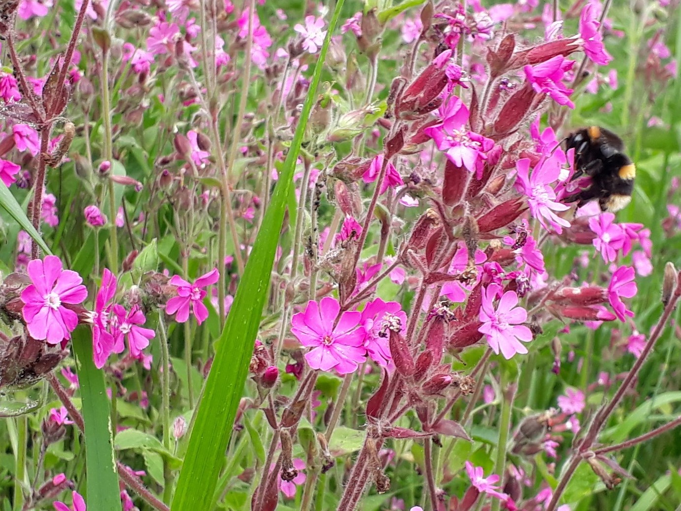 Red Campion.jpg