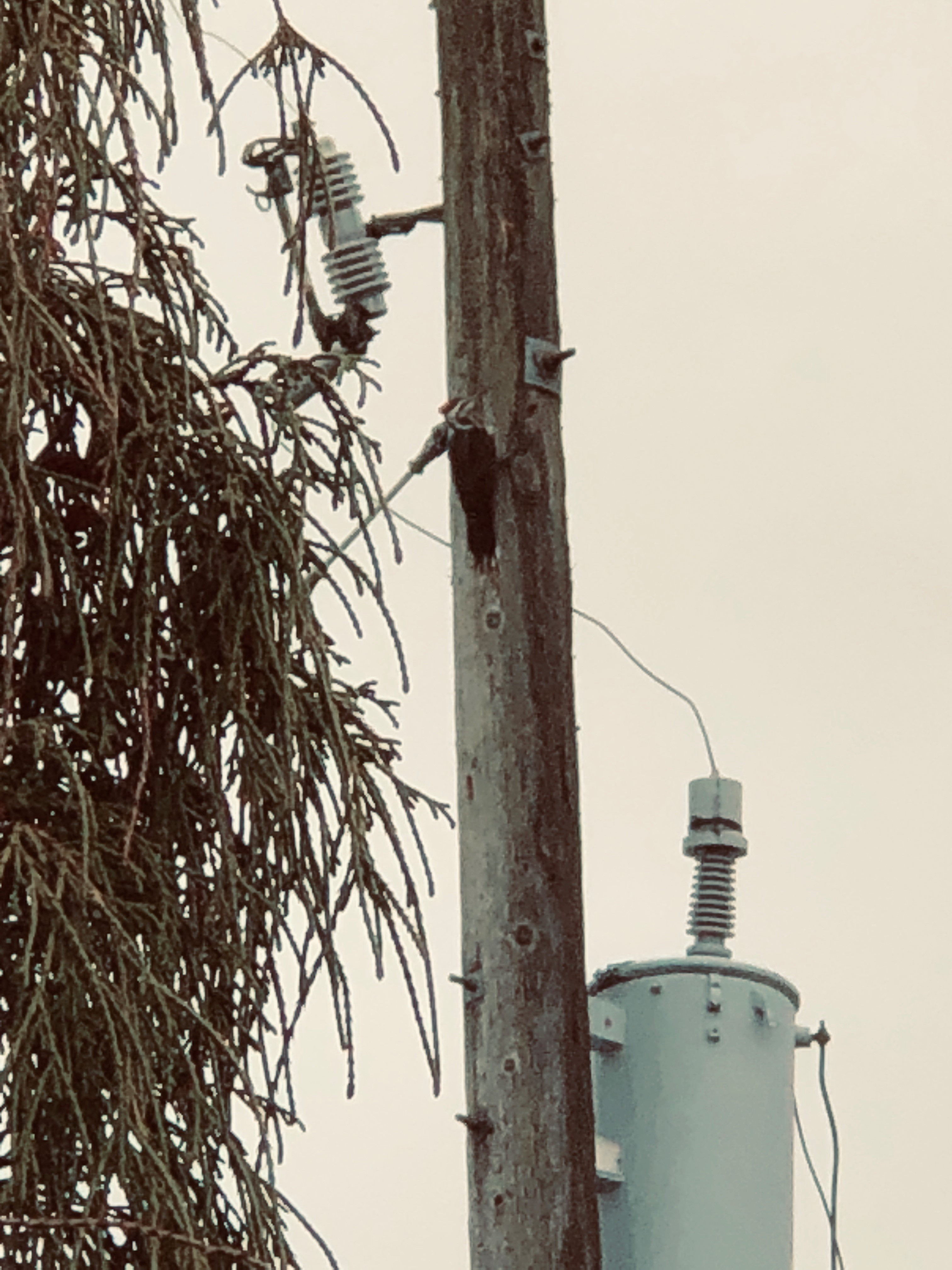 Red headed woodpecker Jan 2020 1.jpg