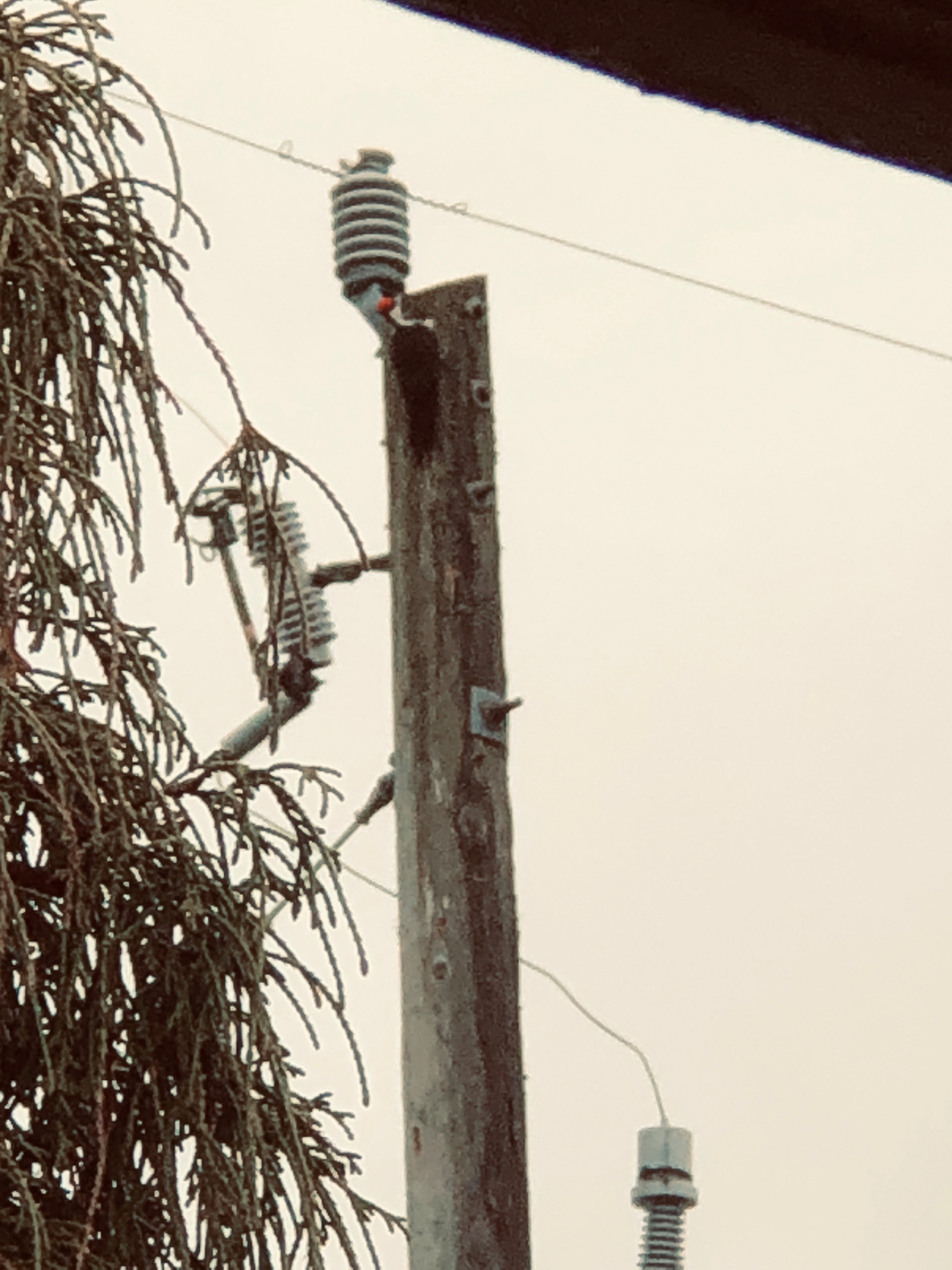 Red headed woodpecker Jan 2020 2.jpg