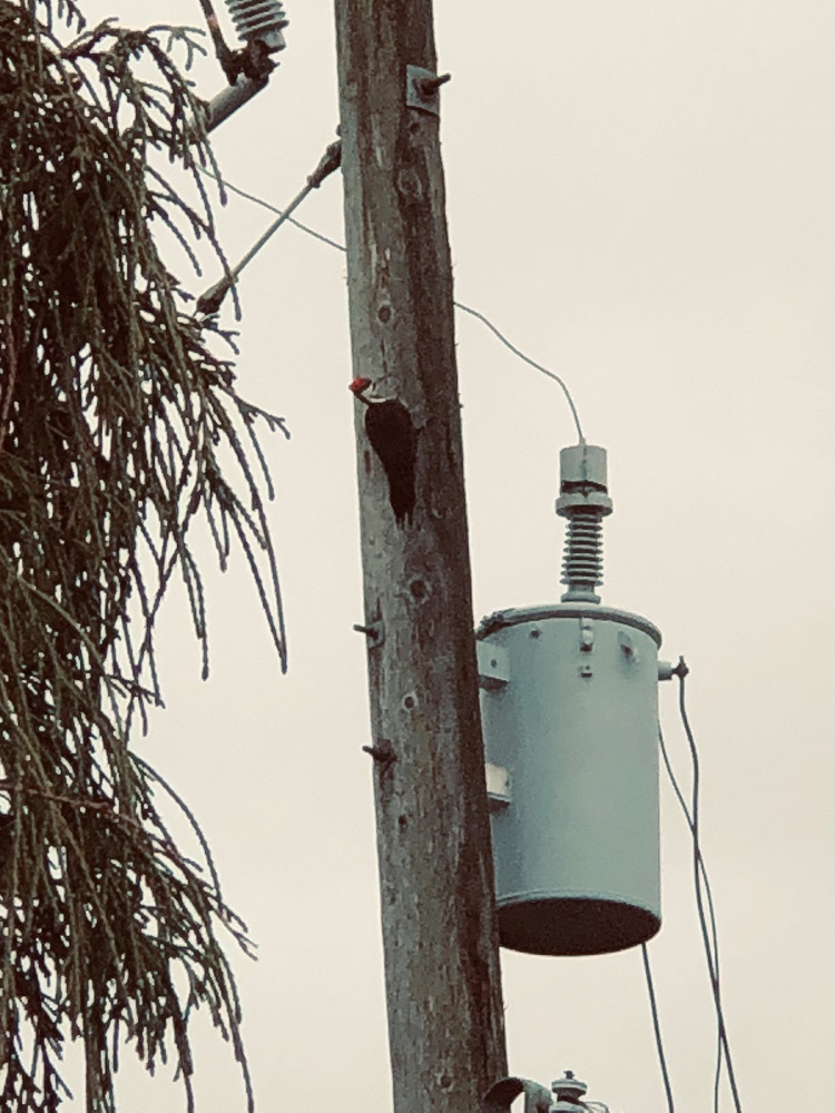 Red headed woodpecker Jan 2020.jpg