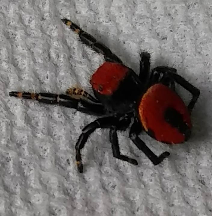 red-spider.jpg