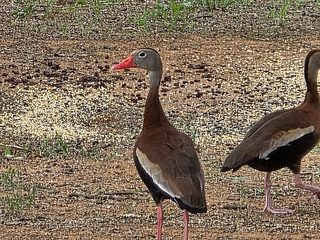Red Wood Duck.jpg