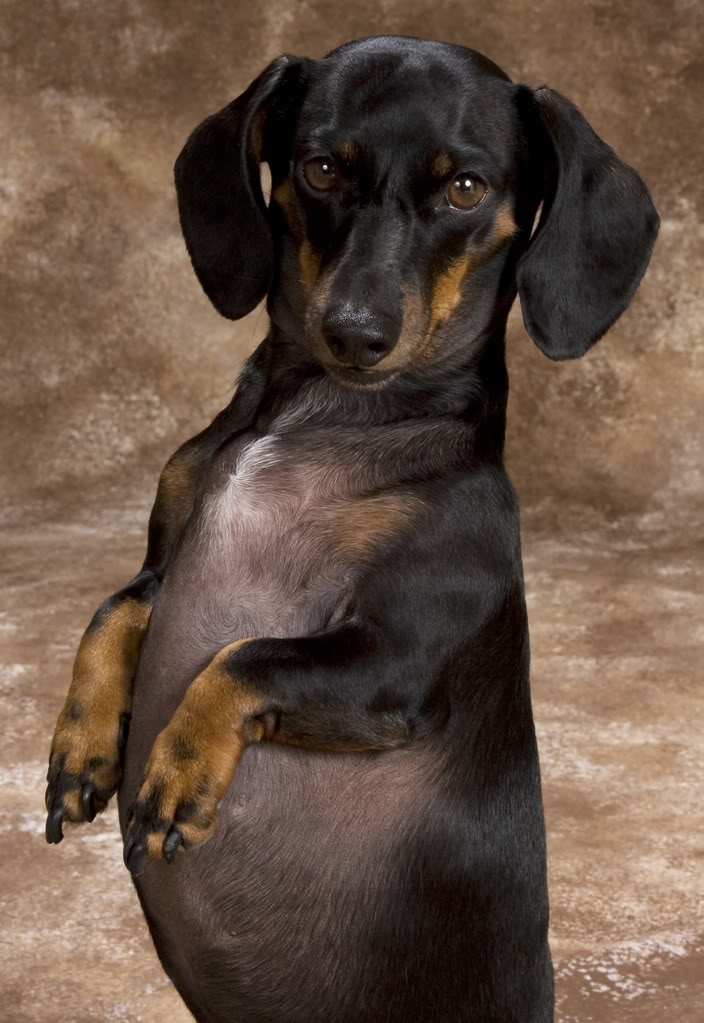 Reeses portrait.jpeg