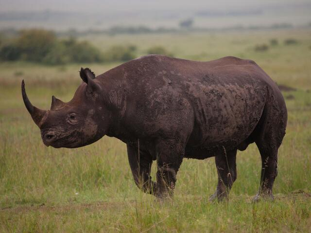 Rhino.jpg