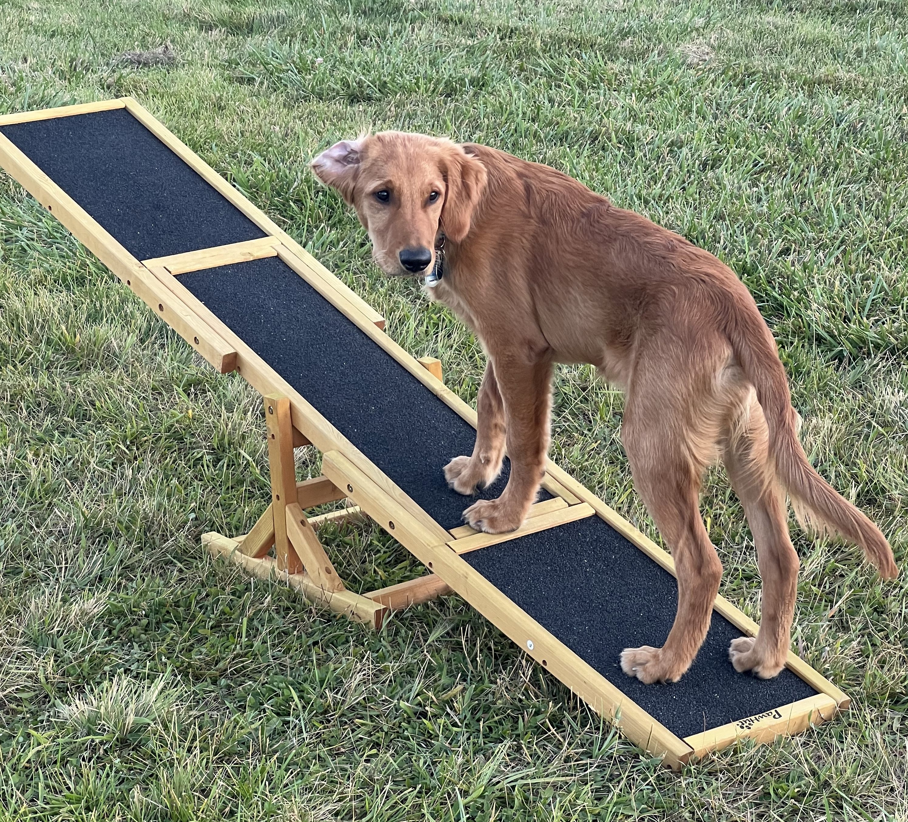 RigbyTeeterTotter.jpg