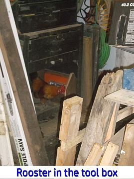 !Rooster in the tool box SM.jpg