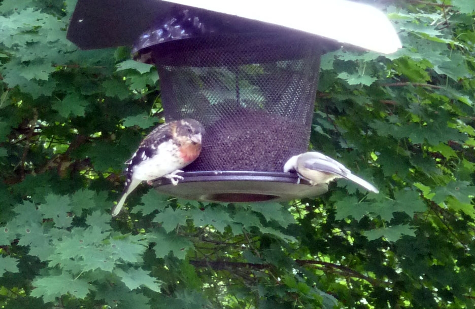 rosebreasted3.jpg