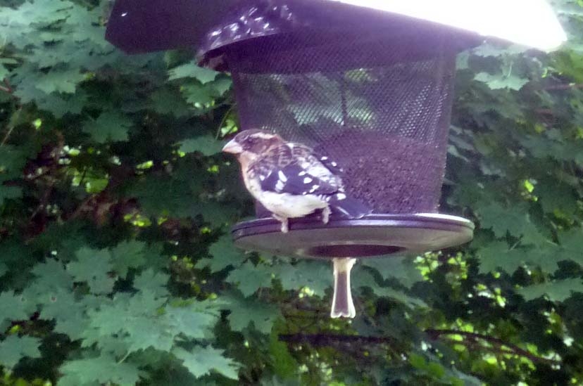 rosebreasted57.jpg