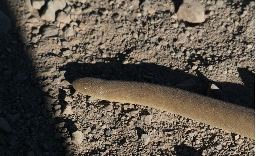 Rubber Boa2.jpg