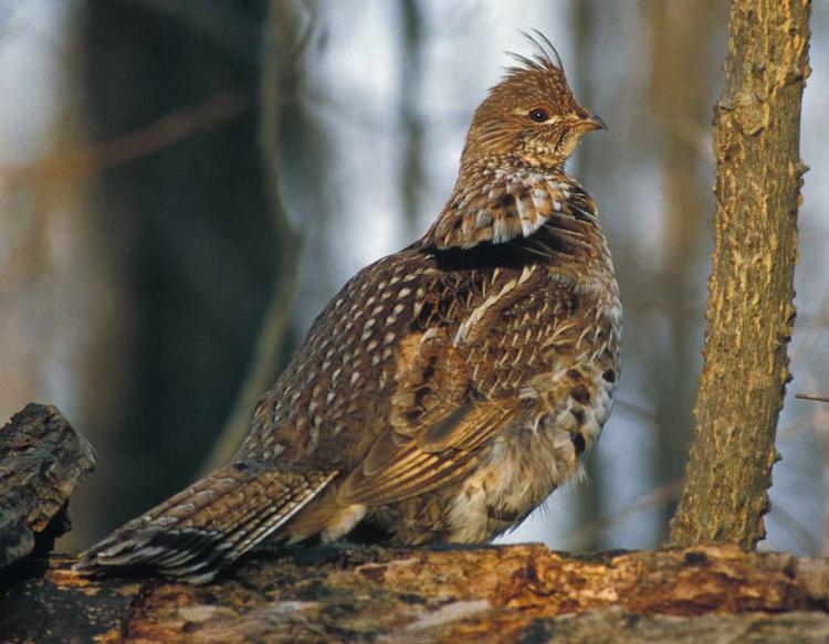 ruffed_grouse_on_log_11-16-13.jpg