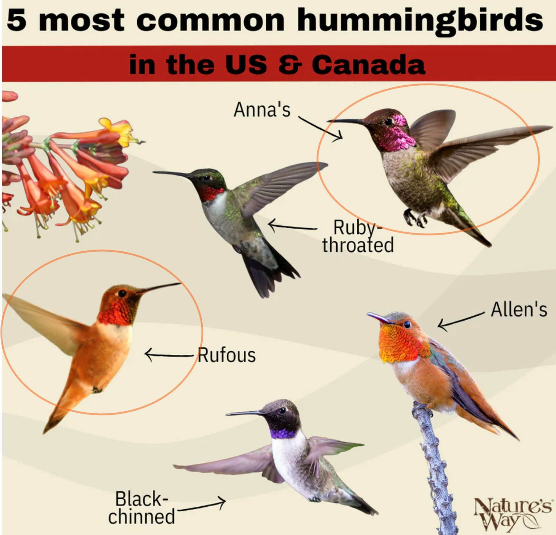 rufous annas.jpg