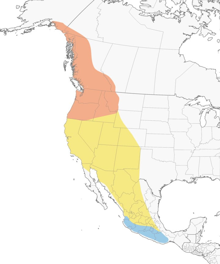 Rufous Range.jpg