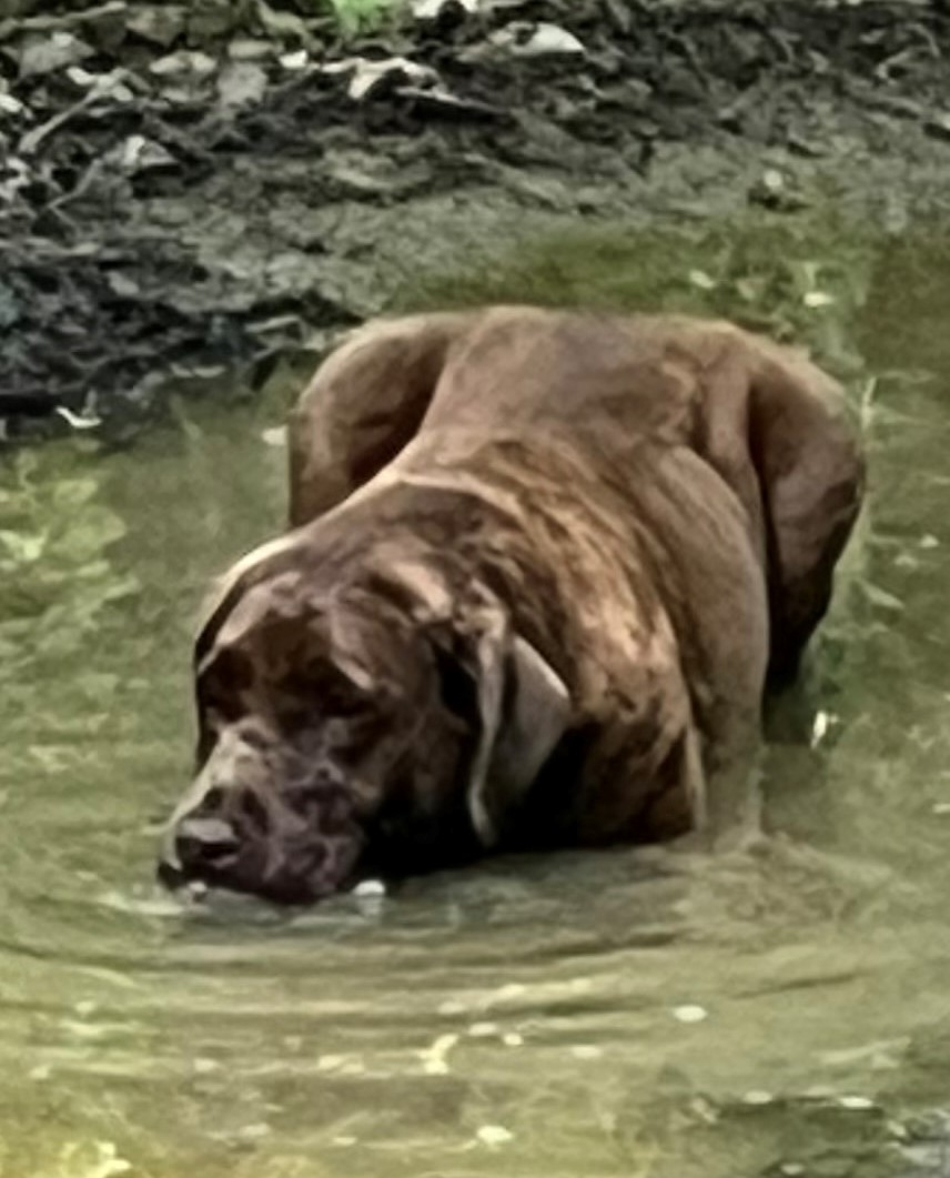 RugerPuddle.jpeg
