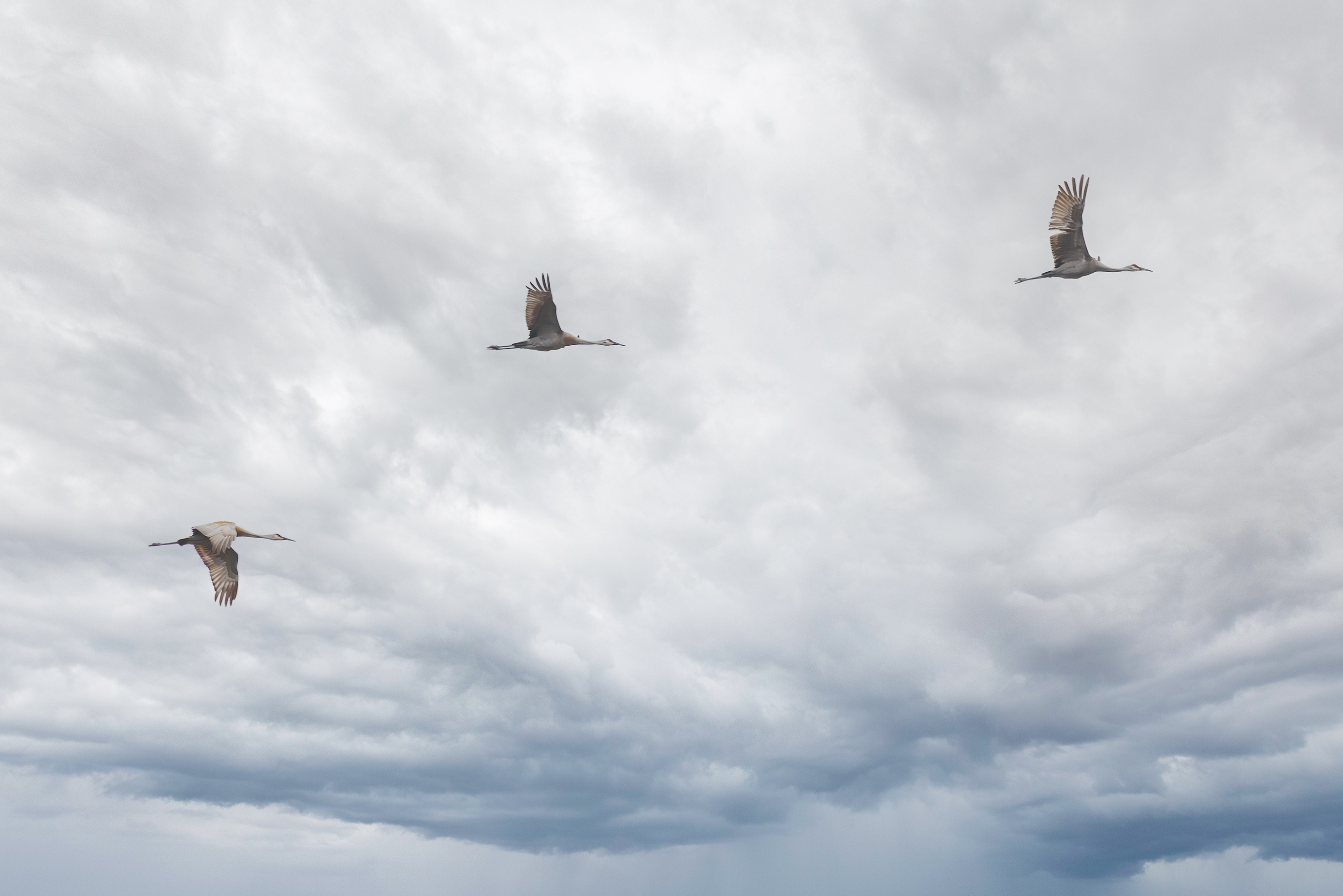 Sand hill cranes.jpg