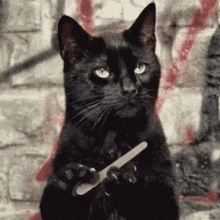 sassy-cat.gif