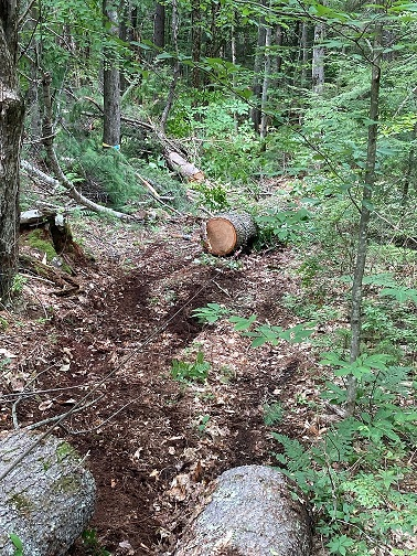 saw log.jpg