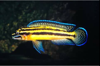 Screen shot 2017-03-12 at 4.59.02 PM.png