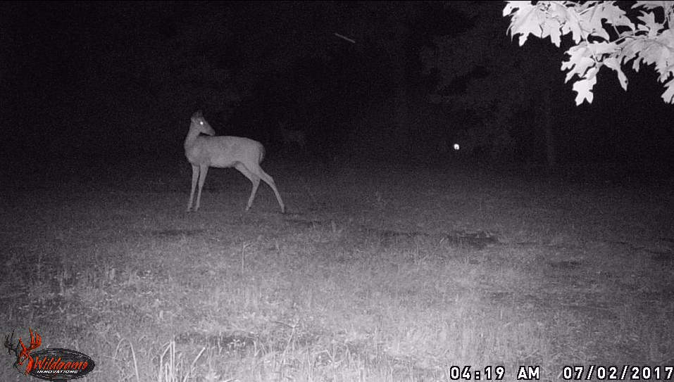 second-deer.jpg