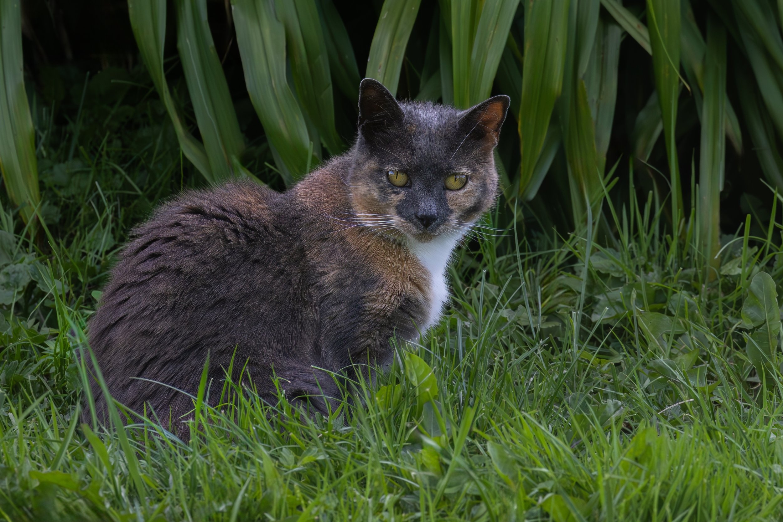 Shasta the death dealer.jpg