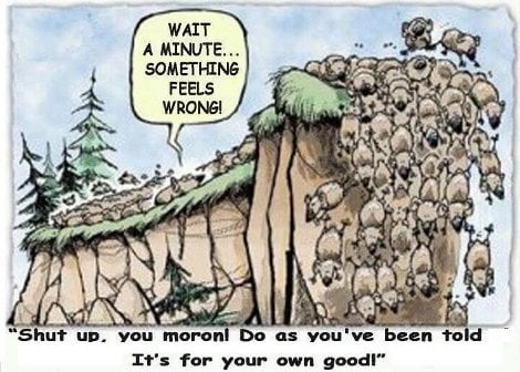 sheeplol.jpg