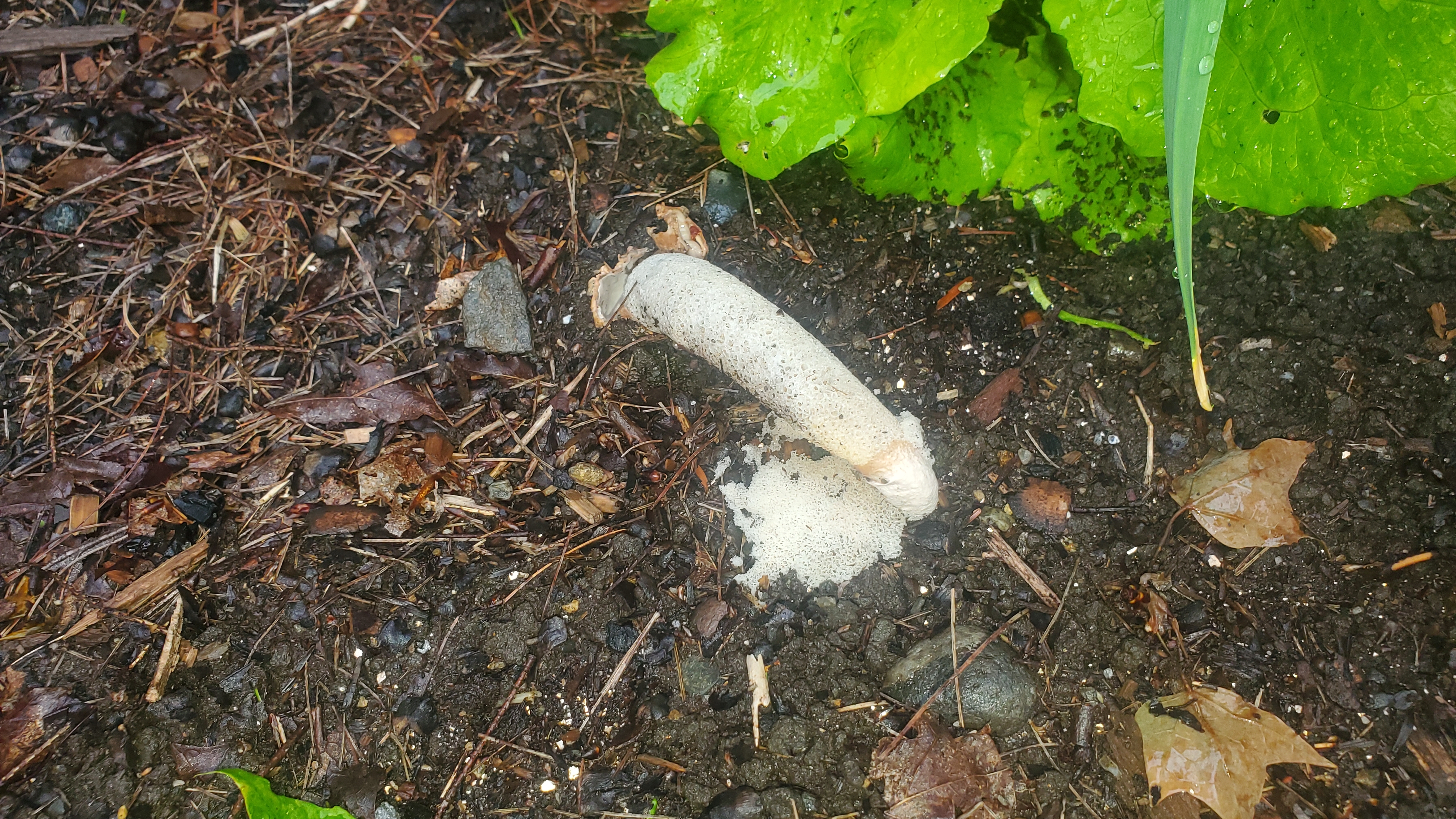 shroom.jpg