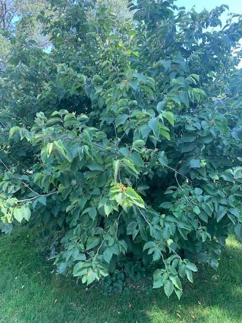 shrub 1.jpg