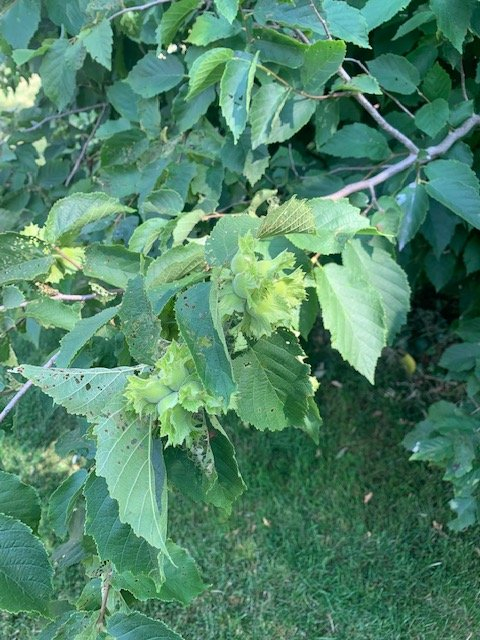 shrub.jpg